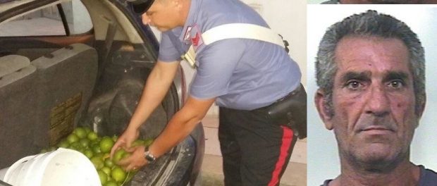 furto_limoni_pachino-siracusatimes