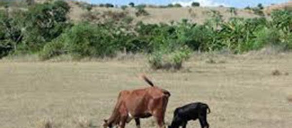 TORI PANTELLERIA - siracusatimes