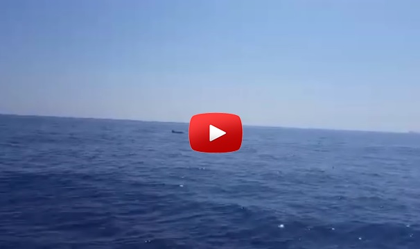 Lo spettacolo dei delfini al largo di Siracusa: l’inaspettato incontro ripreso e condiviso nei social