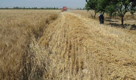 grano Siracusa Times