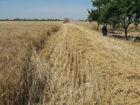 Sicilia: agricoltori stremati per la crisi del mercato del grano duro