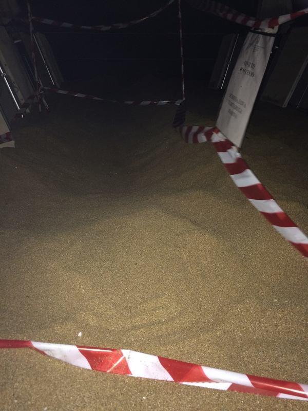 Siracusa, nido di Tartarughe Caretta Caretta al Lido Arenella: nate in 15 la scorsa notte