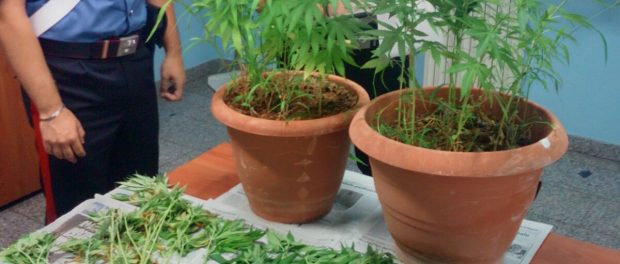 piante canapa indiana floridia