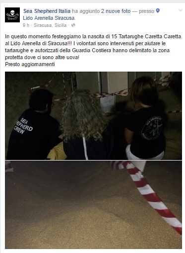 tartarughe - siracusatimes
