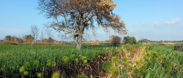ciane-siracusa-times