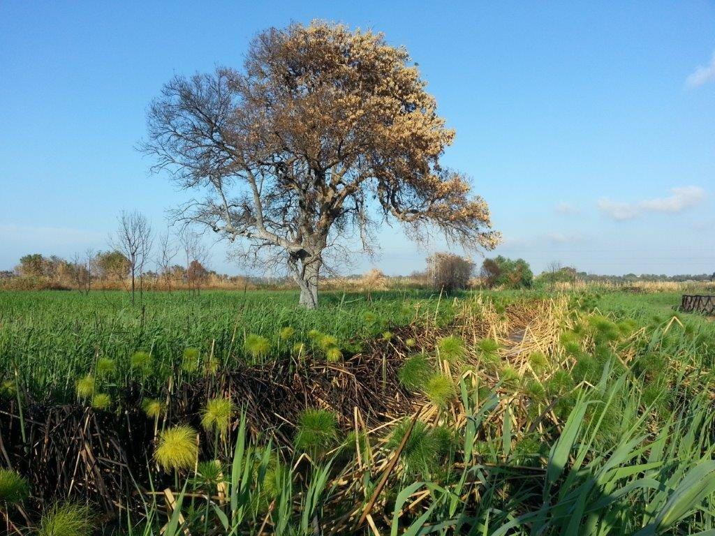 Siracusa. Italia Nostra denuncia lo stato di abbandono della Riserva Naturale Fiume Ciane