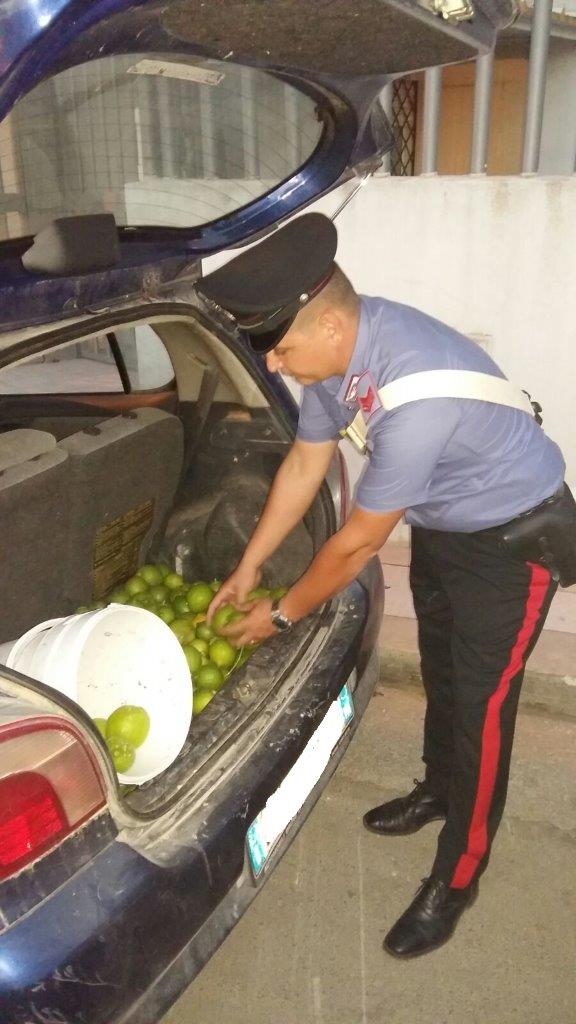 Avola. Si introduce in un terreno e ruba 50 kg di limoni. In manette un 52enne