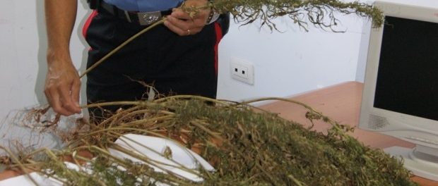 featured-marijuana-canapa-carabinieri-siracusa-times-min