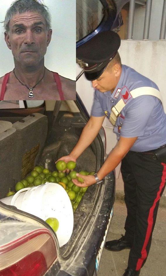 Avola: sorpreso a rubare 50 kg di limoni in Contrada Gallina. Arrestato 52enne