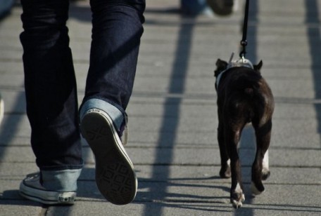 Siracusa. Deizioni canine infestano Ortigia