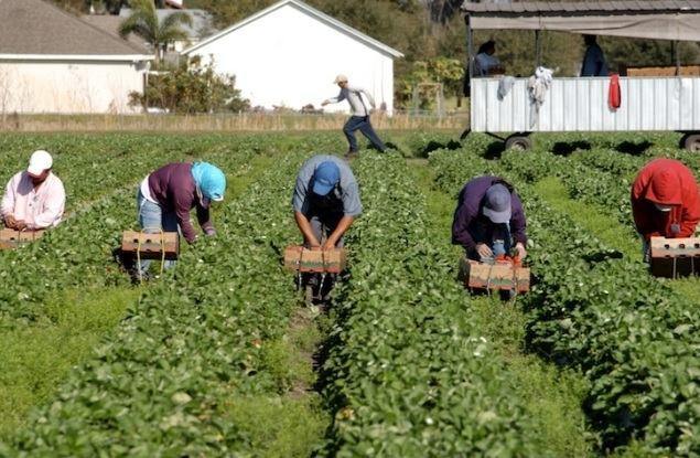 Agricoltura. Contrasto al caporalato e al lavoro irregolare, Zappulla: “Approvata legge storica contro lo sfruttamento dei lavoratori”