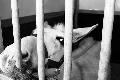 Catania. Cavalli “dopati” trovati in stalle abusive nel quartiere San Cristoforo: denunciato il proprietario