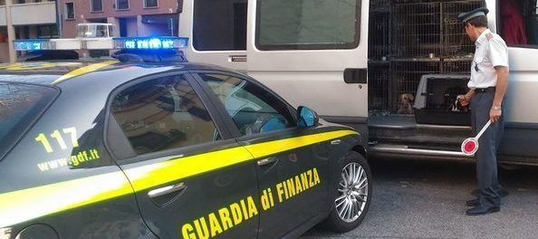 cuccioli-di-cane-finanza-siracusatimes