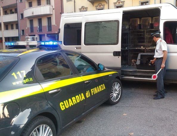 Commercio illegale di cani, bloccato dalla Finanza un furgone proveniente da Siracusa e diretto a Torino