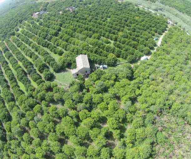 Lentini, Polizia sequestra maxi piantagione di marijuana in un agrumeto abbandonato