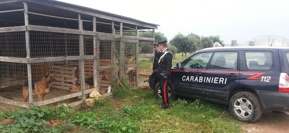 portopalo-rifugio-cani-siracusatimes