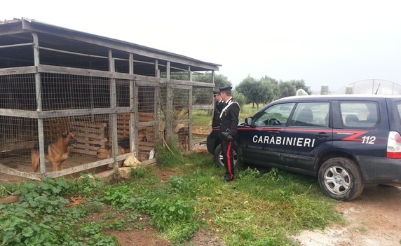 Portopalo, rifugio per i “4 zampe” non autorizzato: 21 cani sequestrati dai Carabinieri