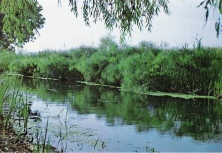 Siracusa. Il fondatore del Museo del Papiro Basile sul Ciane: “salviamo la sua memoria storica”