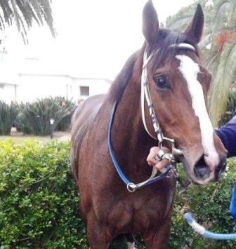 Siracusa, ippica. St Georges Cross domina nel “Memorial Raffaele Festinesi”