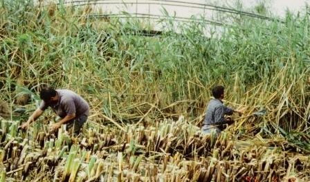 Foto 3-Fiume Ciane, 1999