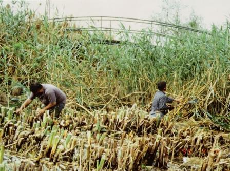 Siracusa. Museo del Papiro: nasce l'”Archivio Storico” per la tutela del patrimonio culturale