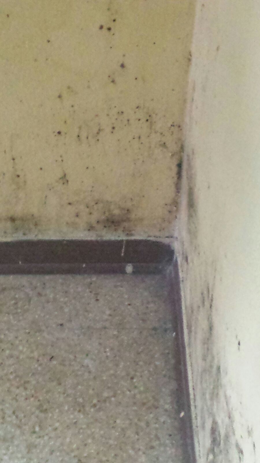 Siracusa. Scuola di via Algeri, ambienti malsani e una puzza insopportabile. Princiotta, Sorbello e Vinci: “situazione disastrosa”