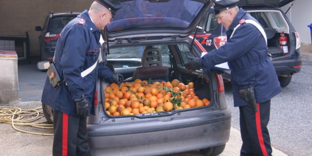 Cassibile, deruba 500kg di agrumi da un’azienda agricola: arrestato