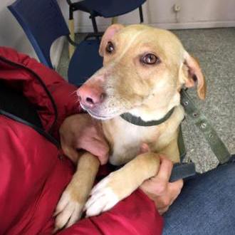 Francofonte, avviata l’attività di sterilizzazione dei randagi