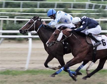 Siracusa, ippica. Domani all’Ippodromo del Mediterraneo si terrà il Premio Nardone
