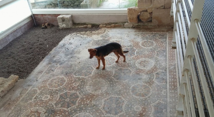 I mosaici abbandonati nella Villa Romana del Tellaro. “Un danno al patrimonio culturale, all’identità collettiva e all’economia del territorio”