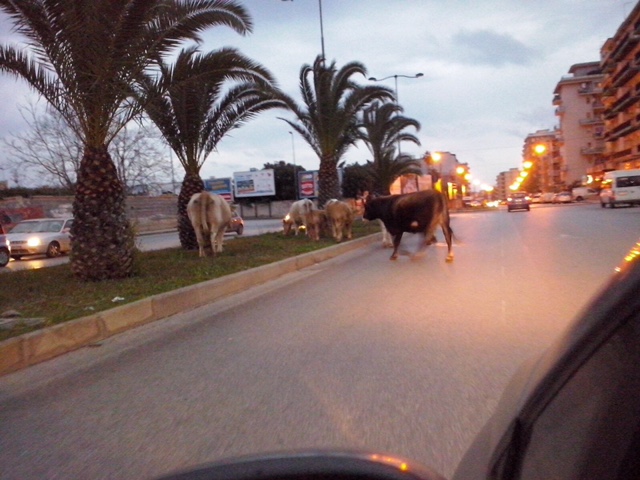 Siracusa. Mandria di mucche al “pascolo” in viale Santa Panagia