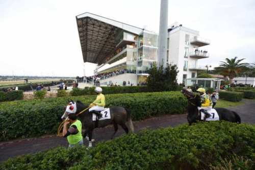 Siracusa, ippica. My Man ritorna nella pista dell’Ippodromo del Mediterraneo