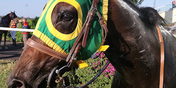 Siracusa, ippica: My Saxy Week e Teubesly accoppiata vincente di Cuschieri