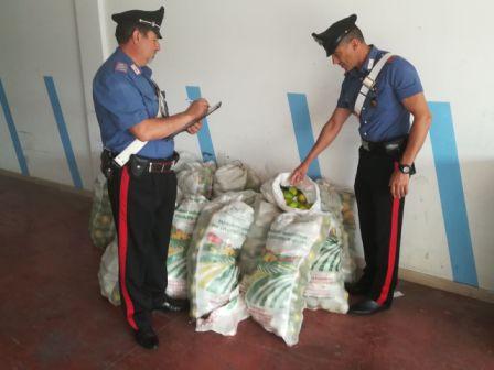 Floridia, sorpresi a rubare 700 chili di limoni: in tre finiscono ai domiciliari