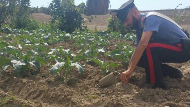 Siracusa. Tentato furto in un’azienda agricola di Cassibile: in 3 ai domiciliari e 2 persone denunciate