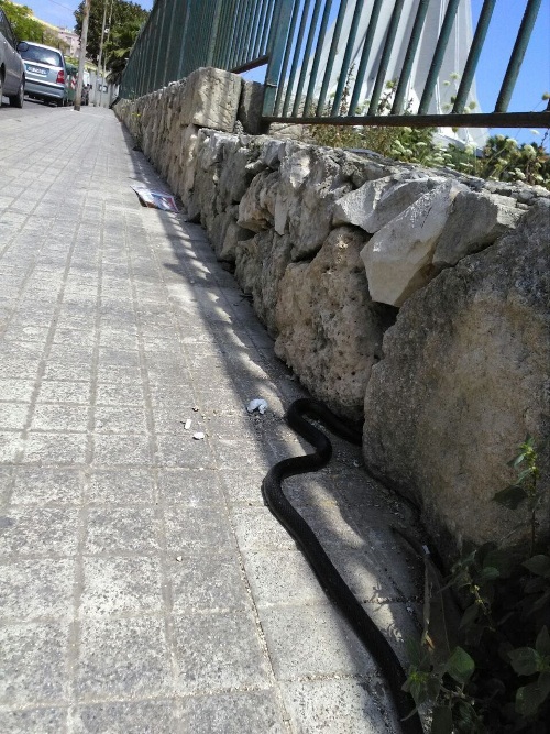 Siracusa, “ripulire il sito che ospita il Santuario di Demetra e Kore”: la segnalazione di Un Passo Avanti