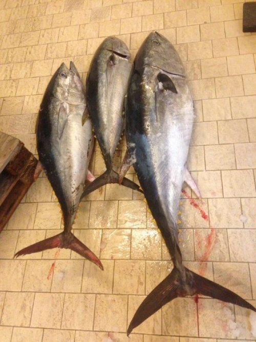 Siracusa, la Guardia Costiera sequestra 115 kg di tonno rosso nel Porto Piccolo