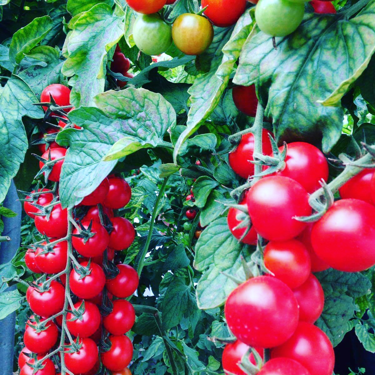 Il pomodoro di Pachino IGP nella top ten degli italiani