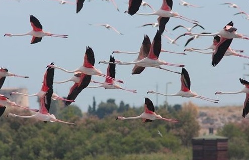 Fenicotteri nel Mediterraneo, il “miracolo” della Riserva Saline di Priolo al centro del convegno Lipu