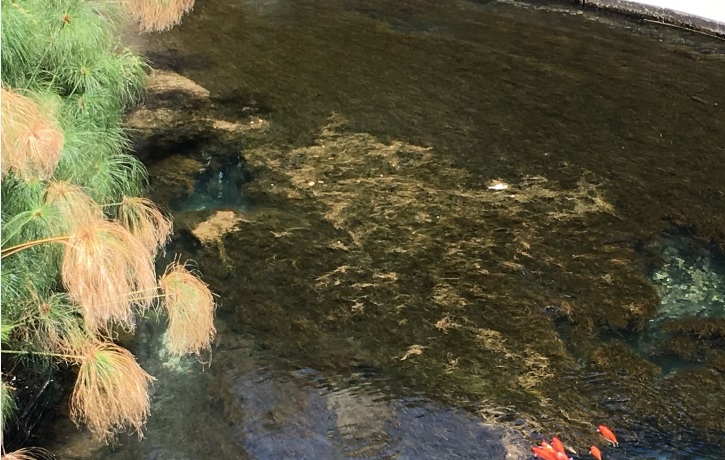 Siracusa. La Fonte Aretusa si sta trasformando in una “palude”: volontari si adoperano per ripulire il fondale