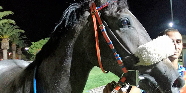 Siracusa, ippica: Sharming Girl e Pretzel Logic per un immenso Cannarella