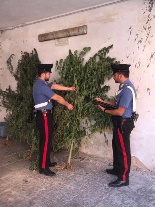 Francofonte. Colti sul fatto mentre irrigavano 5 piante di “skunk” alte 2 metri: ai domiciliari 3 persone
