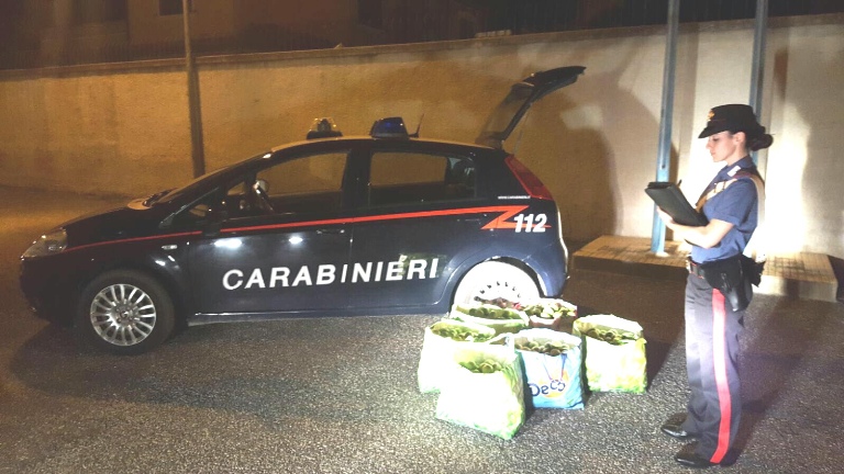 Cassibile. Sopresi a rubare più di un quintale di limoni da un’azienda agricola: in due arrestati e rimessi in libertà