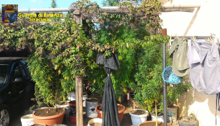 Carlentini. Nascondeva in casa una piantagione di “skunk” di oltre mezzo quintale: arrestato un 47enne lentinese