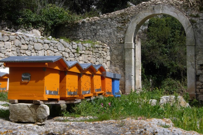 Il miglior miele d’Italia è di timo ed è prodotto a Siracusa