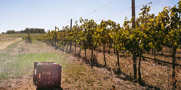 Noto. Il 29 settembre cucina, vino e teatro con “La DiVino Commedia”