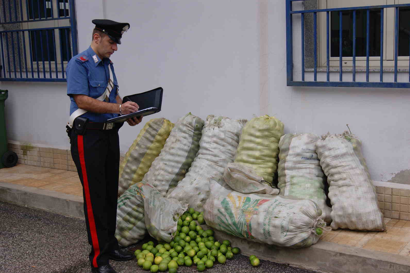 Cassibile. Sorpresi a rubare più di 500 kg di limoni all’interno di un’azienda agricola: in quattro ai domiciliari