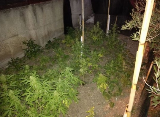 Scoperta una piantagione di cannabis a Brucoli, un 61enne arrestato dai Carabinieri