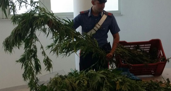 Carlentini, nascondeva 650 grammi di marijuana e 7 piane di canapa indiana in casa: arrestato dai Carabinieri