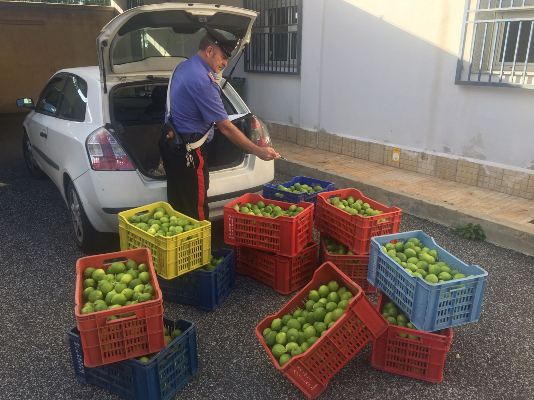 Cassibile: sorpreso mentre ruba quasi tre quintali di limoni. Ai domiciliari un 53enne